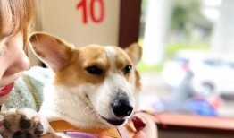 娱乐吃瓜爆料狗仔,吃瓜爆料狗仔背后的故事